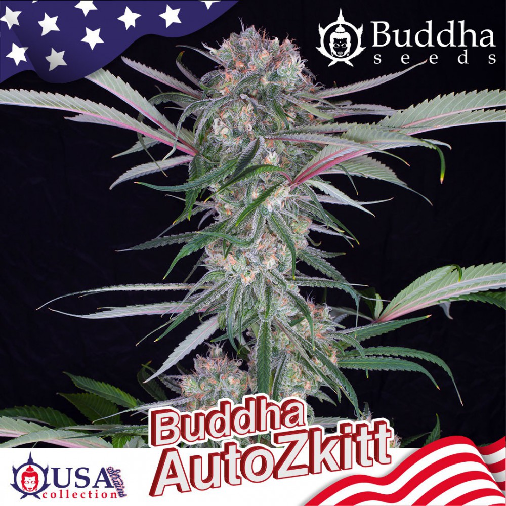 Buddha Seeds Auto Zkittles