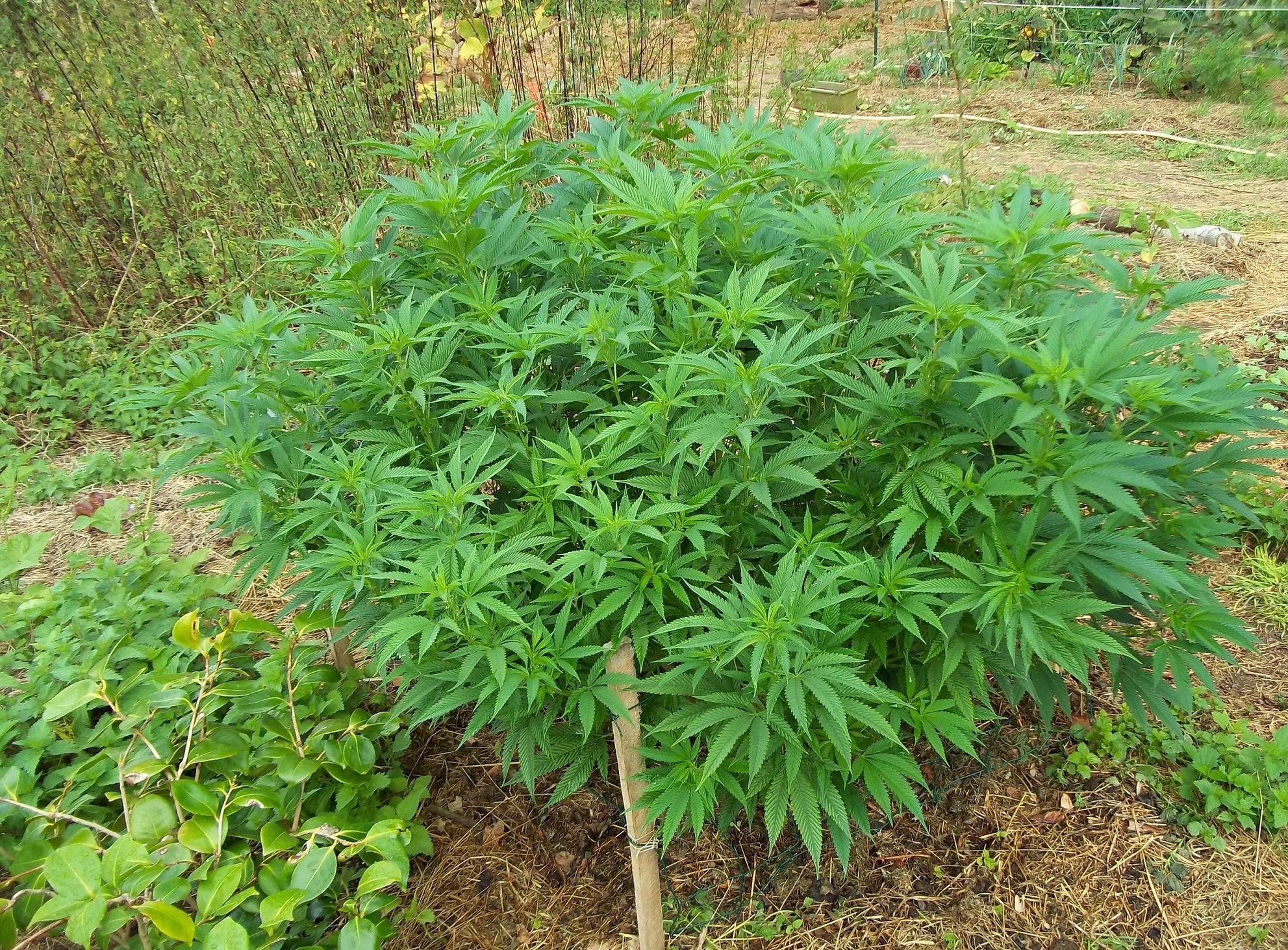Dinafem Blue Kush Feminisiert