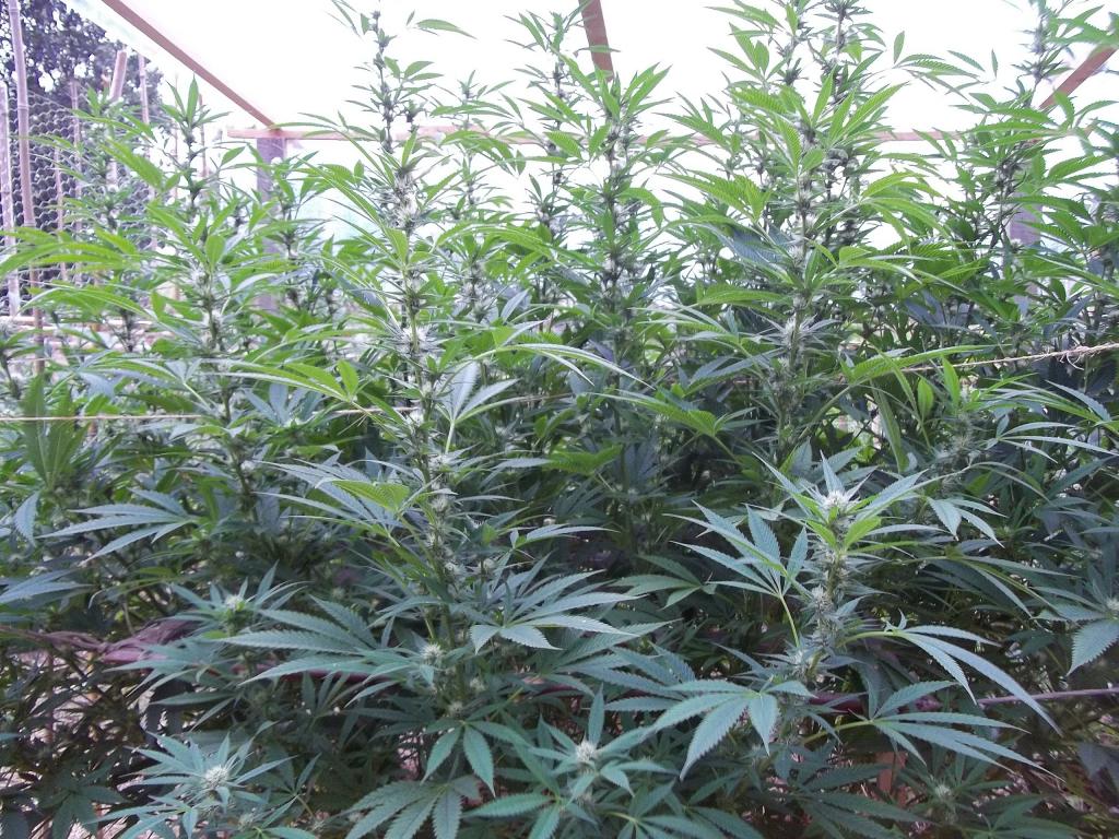 Dinafem Blue Kush Feminisiert