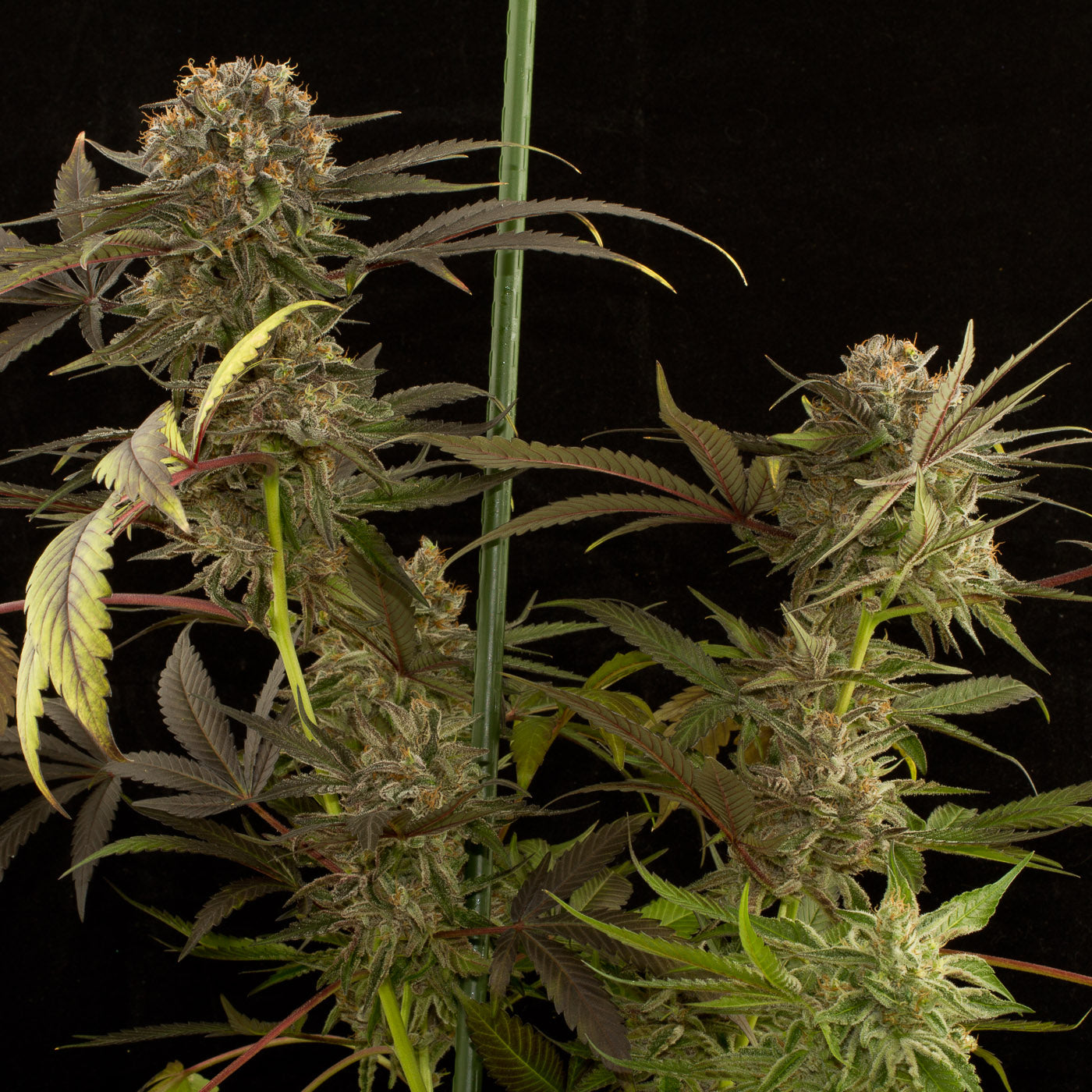 Dinafem Blue Kush Feminisiert