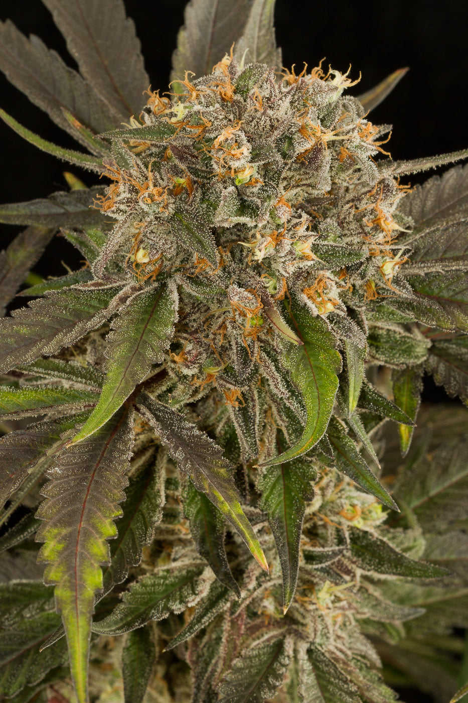 Dinafem Blue Kush Feminisiert