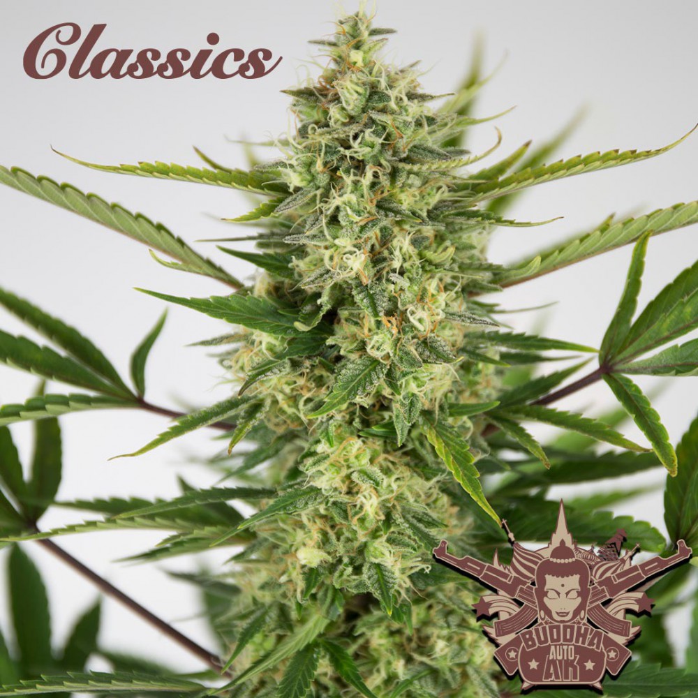 Buddha Seeds ''Buddha's Classics'' Auto