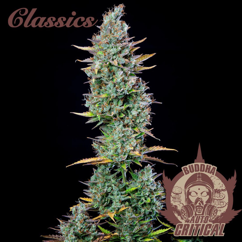Buddha Seeds ''Buddha's Classics'' Auto Critical