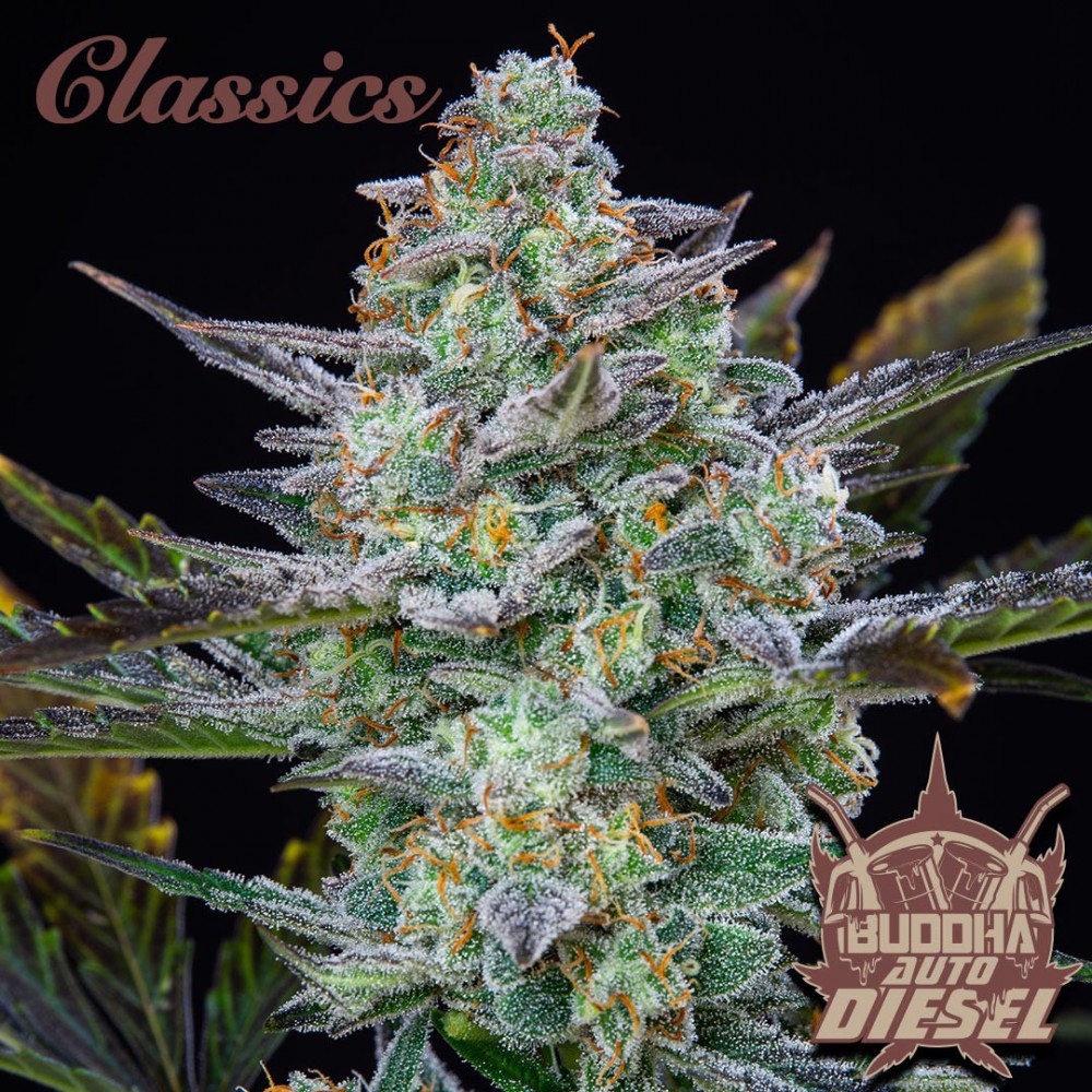 Buddha Seeds ''Buddha's Classics'' Auto Diesel