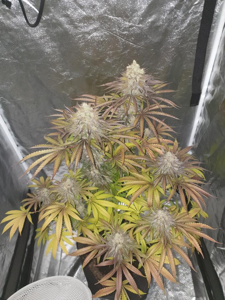 Dinafem Blueberry Cookies Feminisiert