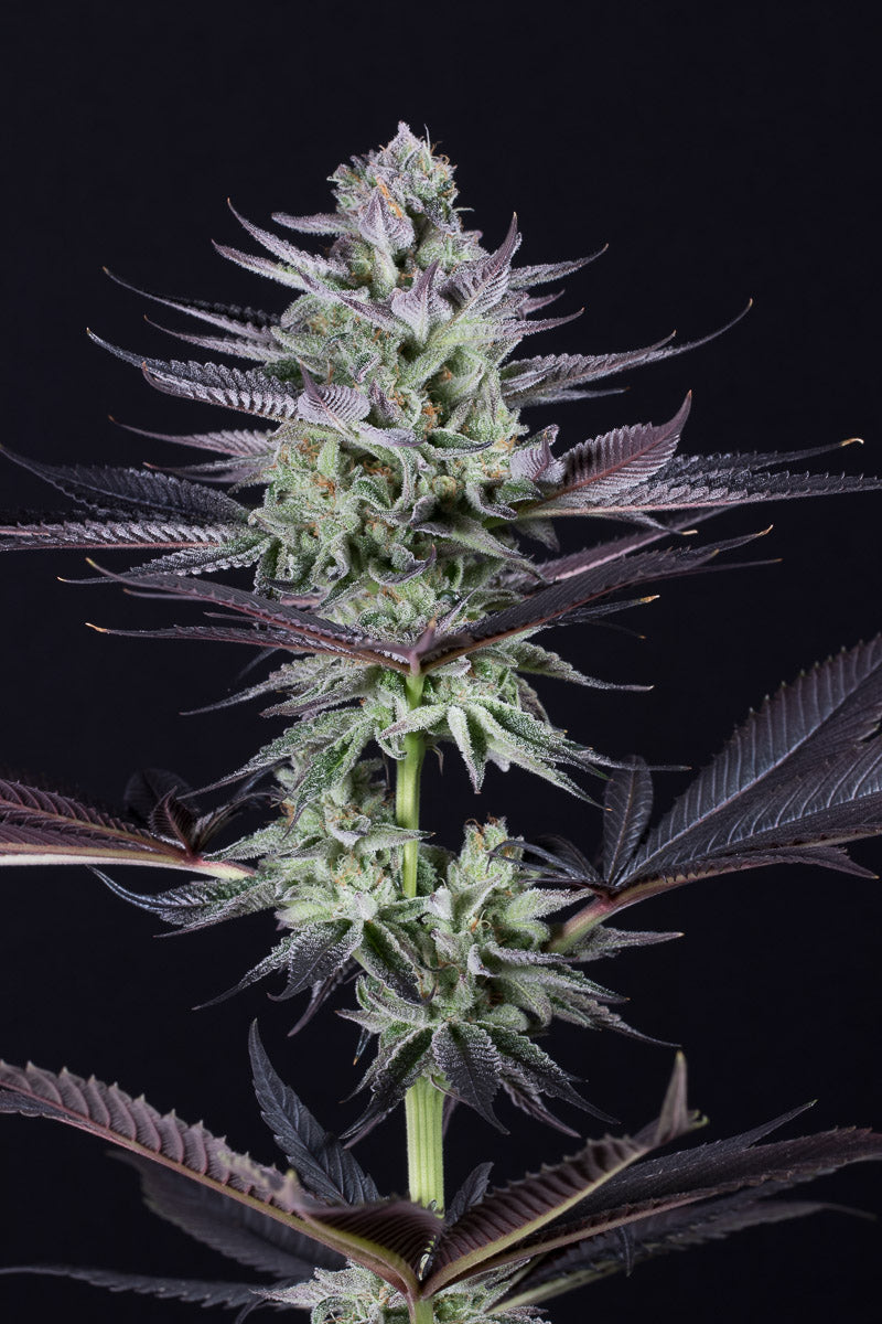 Dinafem Blueberry Cookies Feminisiert