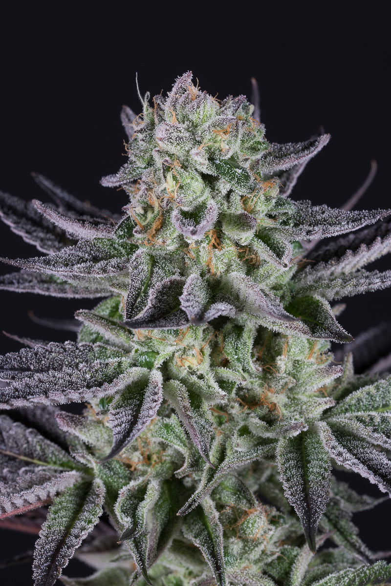 Dinafem Blueberry Cookies Feminisiert