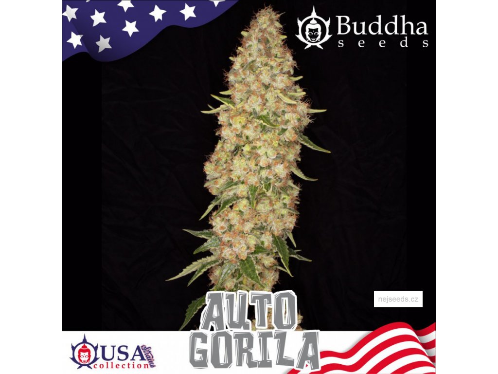 Buddha Seeds Gorilla Auto