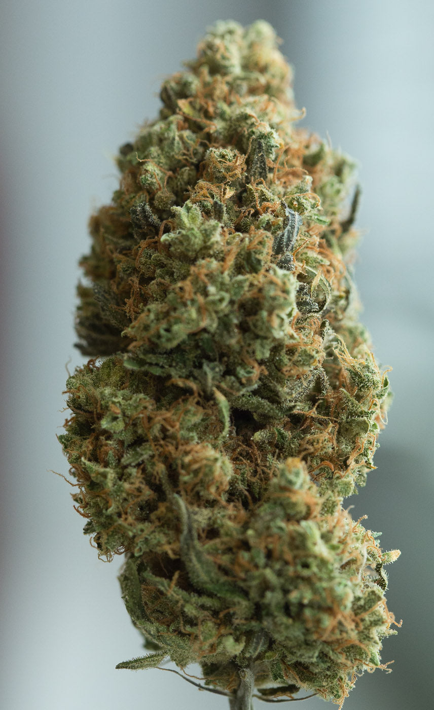 Dinafem Blue Kush Auto Feminisiert Autoflower