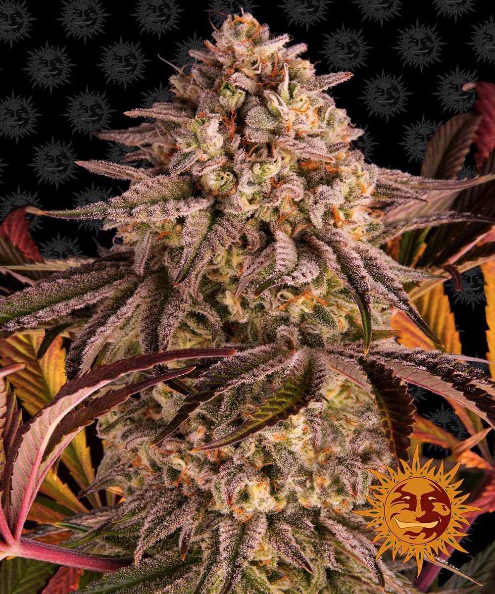 Barney's Farm Blue Sunset Sherbert Feminisiert