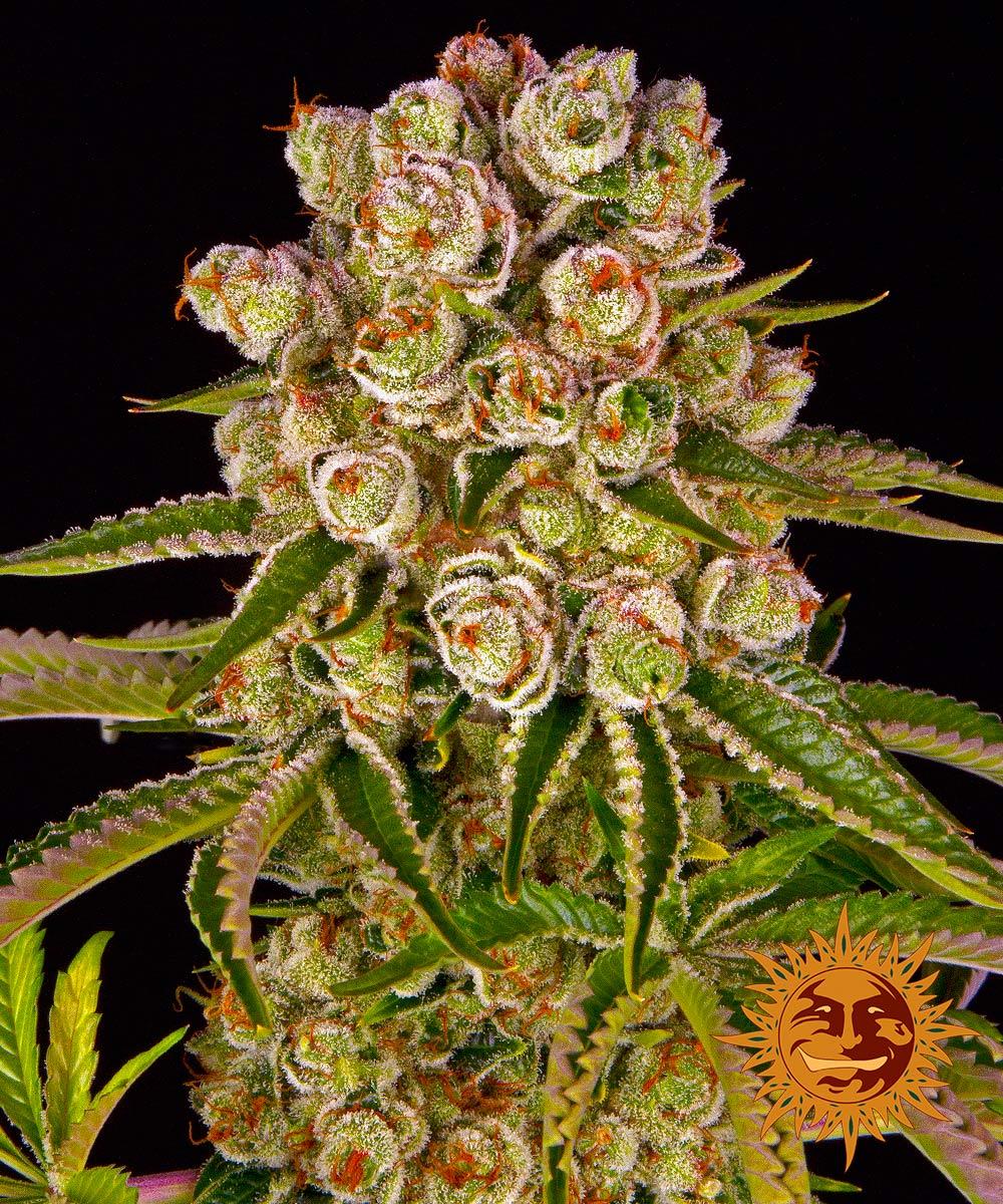 Barney's Farm Kush Mintz Feminisiert