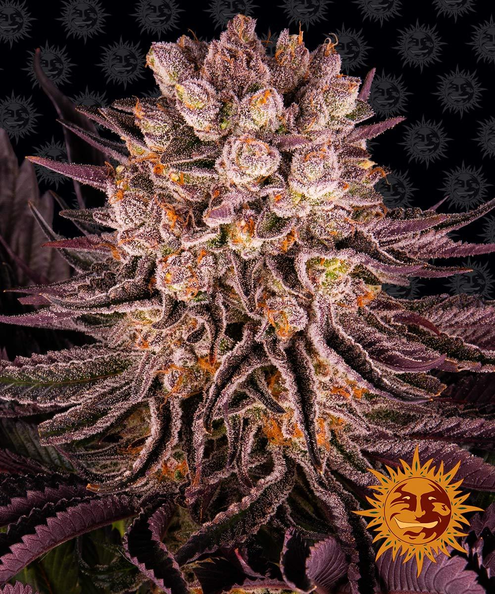 Barney's Farm Mimosa x Orange Punch Feminisiert
