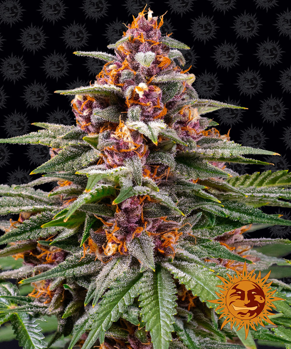 Barney's Farm Runtz Auto