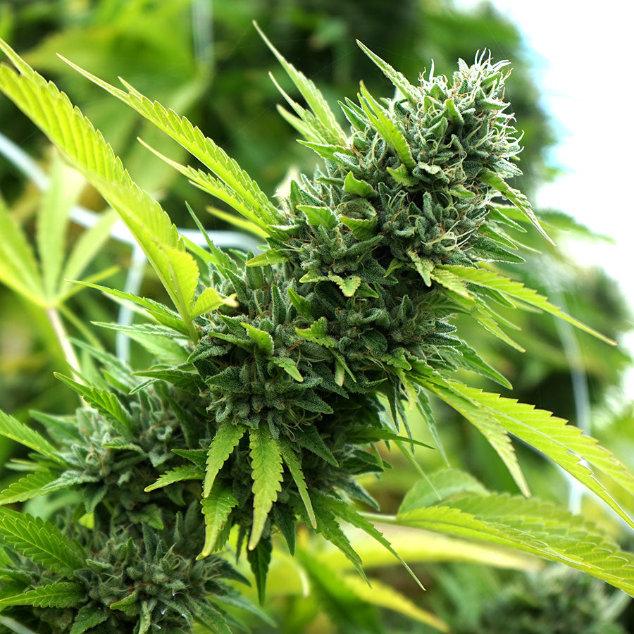 Humboldt Seeds Banana Sapphire Feminisiert