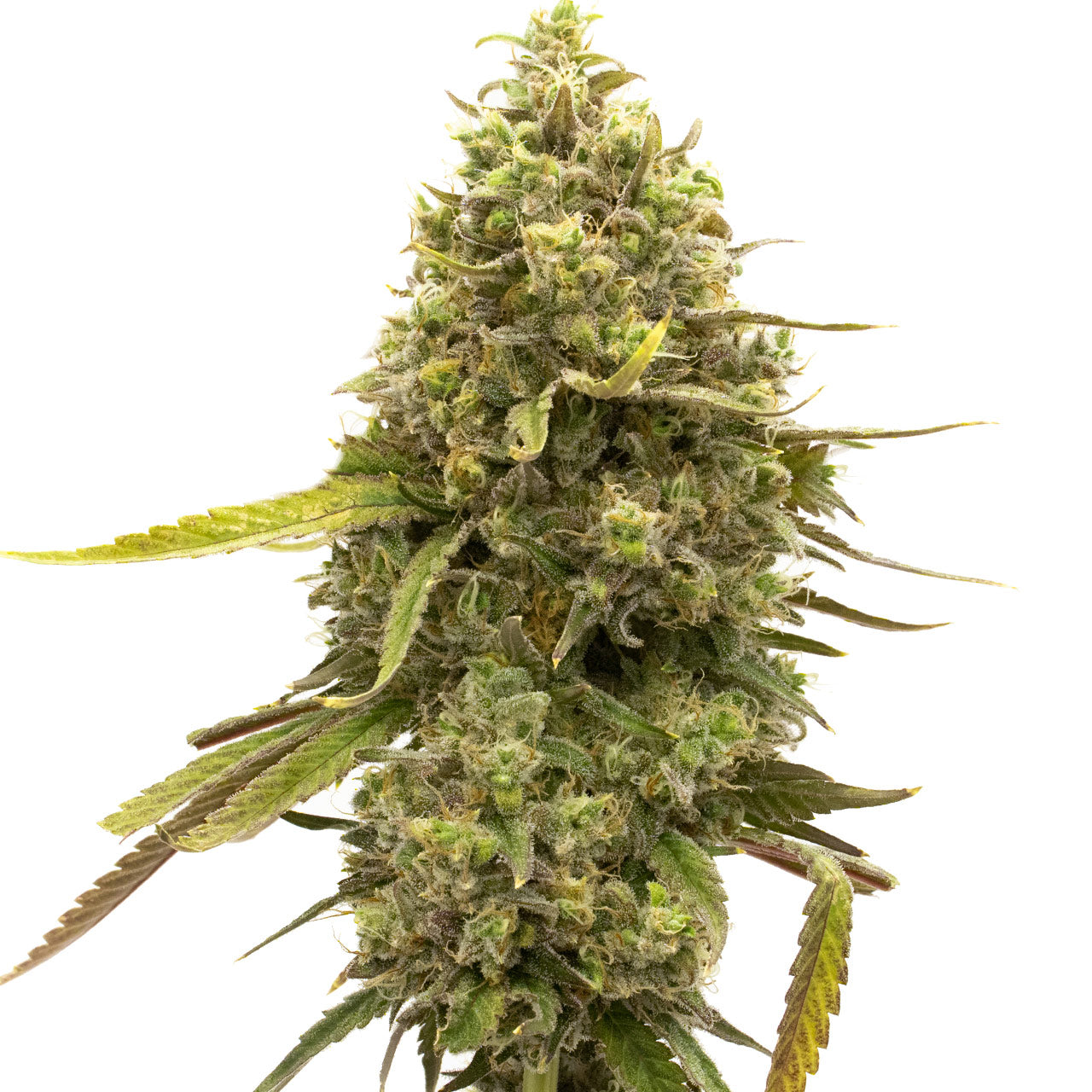 Blimburn Seeds Cherry AK von Kyle Kushman´s feminisiert