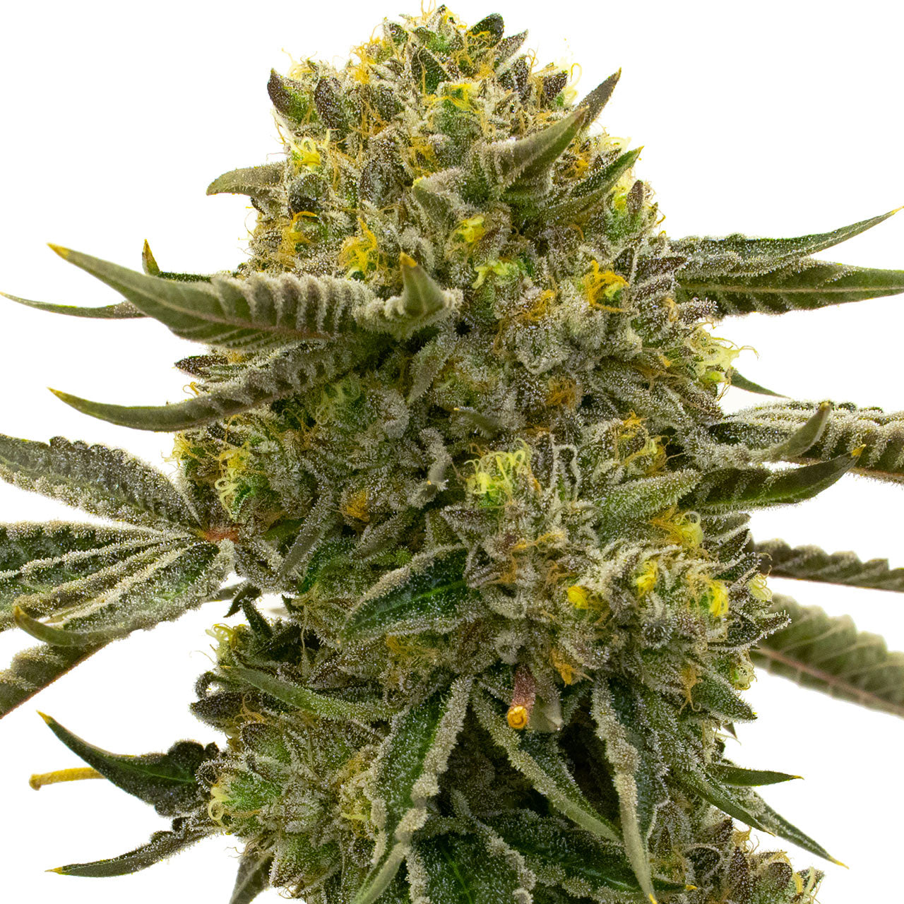 Blimburn Seeds Lemon OG von Nikki Swami's feminisiert