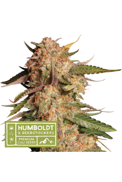 Seedstockers x Humboldt Blue Moby Auto