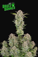 Fast Buds Bruce Banner Auto