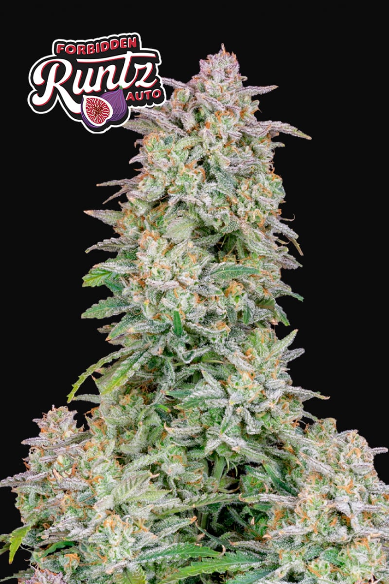 Fast Buds Forbidden Runtz Auto