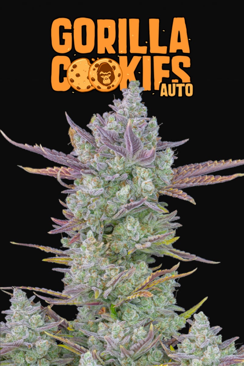 Fast Buds Gorilla Cookies Auto