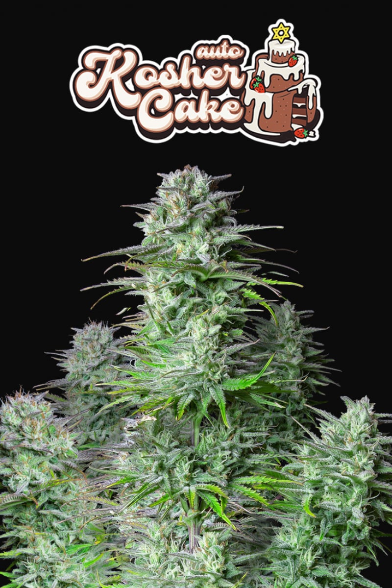 Fast Buds Kosher Cake Auto