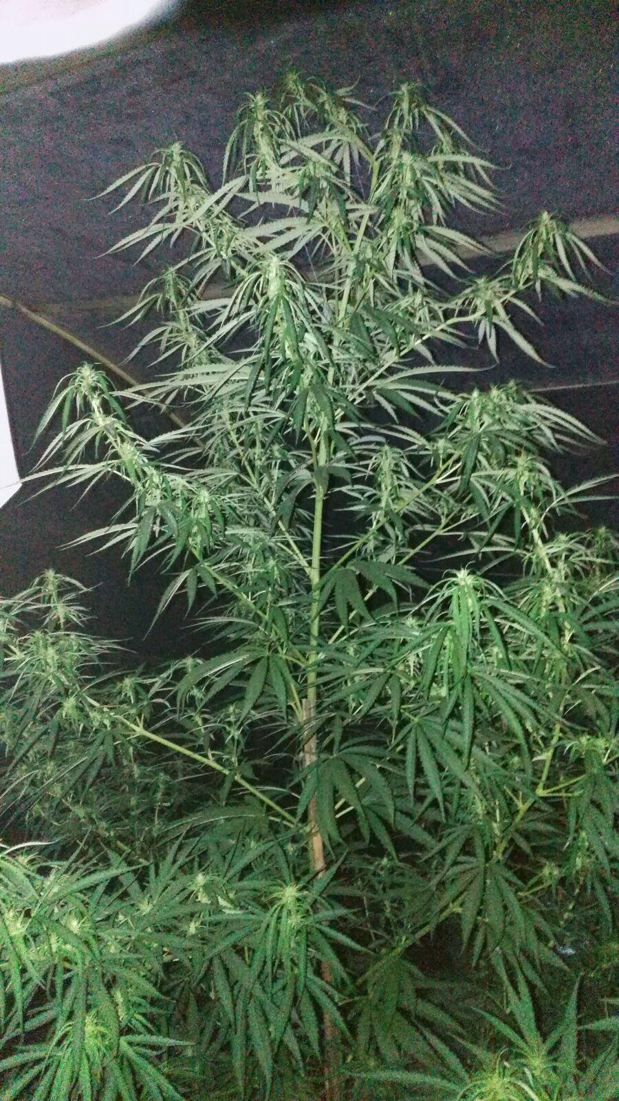 Dinafem California Hash Plant feminisiert