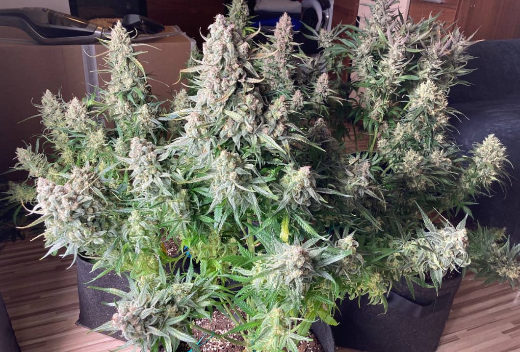 Fast Buds Strawberry Banana Auto