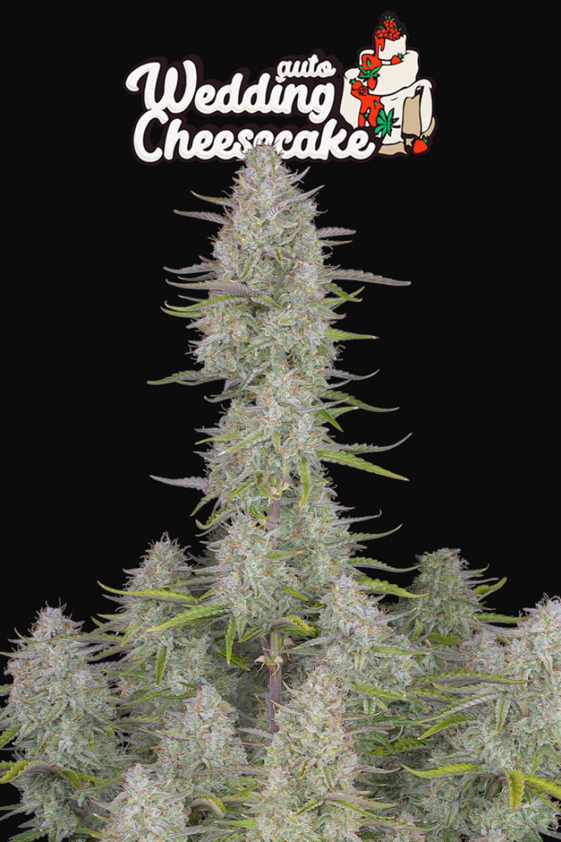Fast Buds Wedding Cheesecake Auto