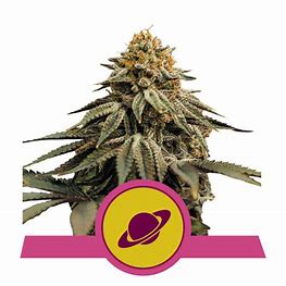 Royal Queen Seeds Royal Skywalker feminisiert