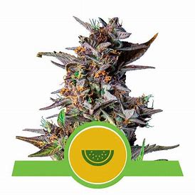 Royal Queen Seeds Watermelon feminisiert
