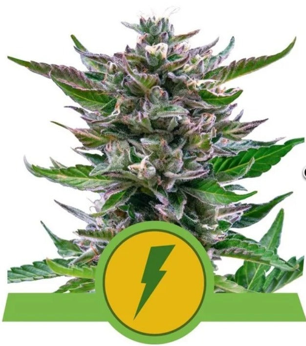 Royal Queen Seeds North Thunderfuck Auto