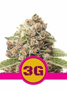 Royal Queen Seeds Triple G Auto