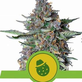 Royal Queen Seeds Royal Runtz, Feminisiert