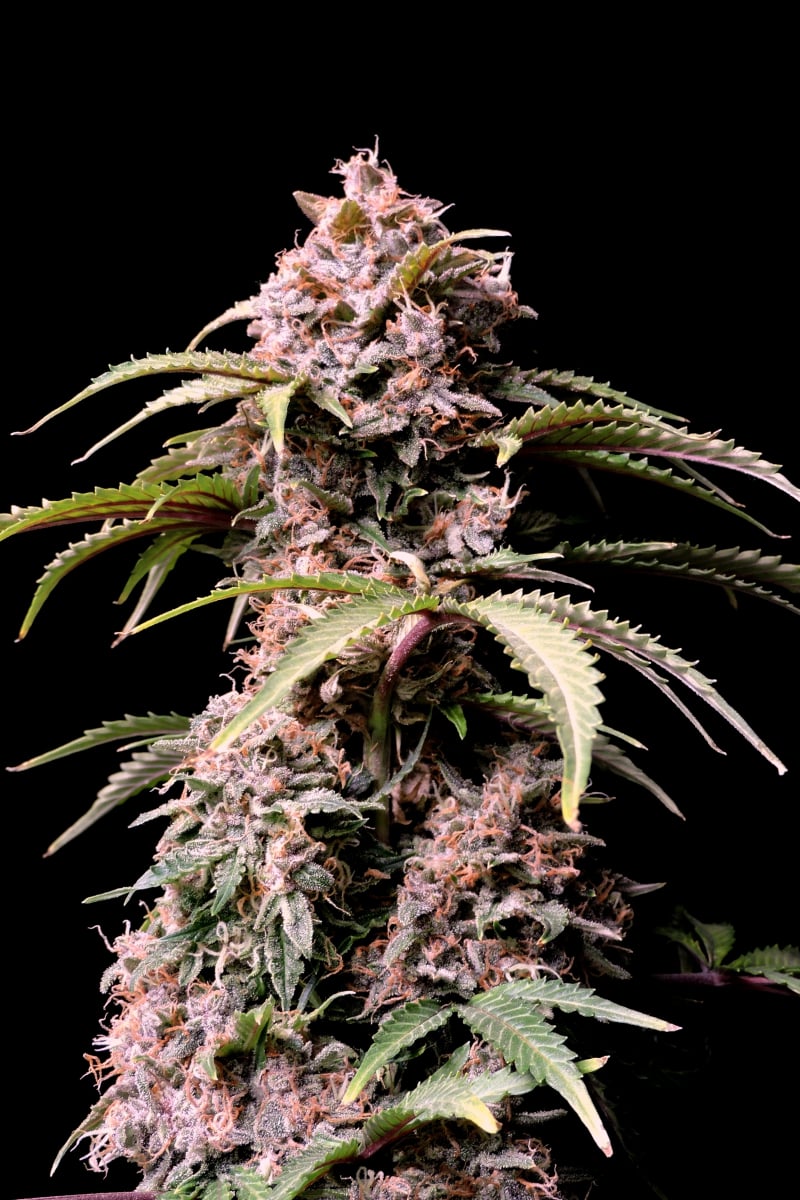 Fast Buds Amnesia Zkittlez Auto