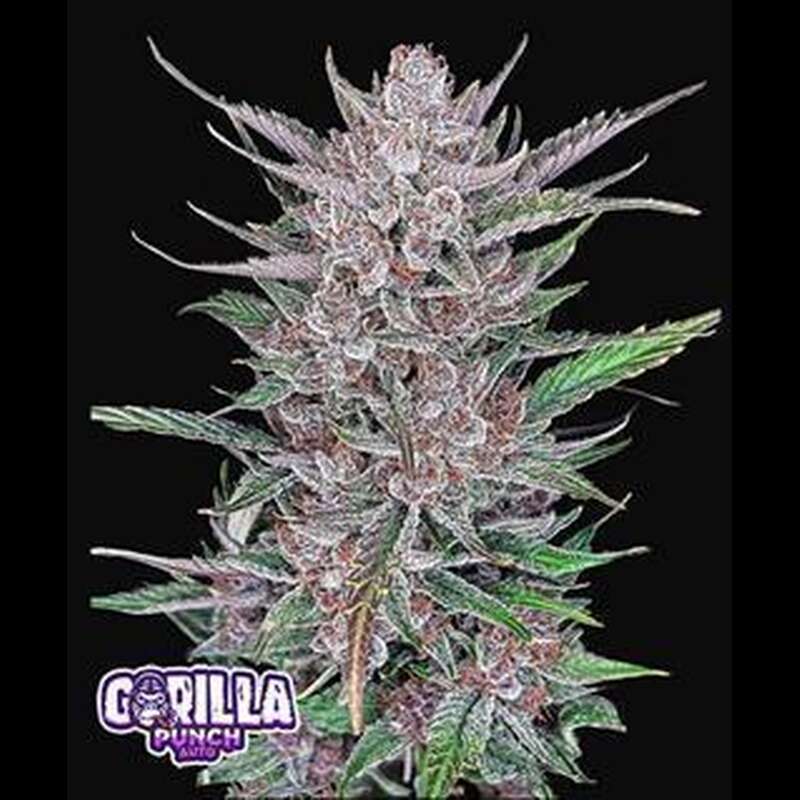 Fast Buds Gorilla Punch Auto