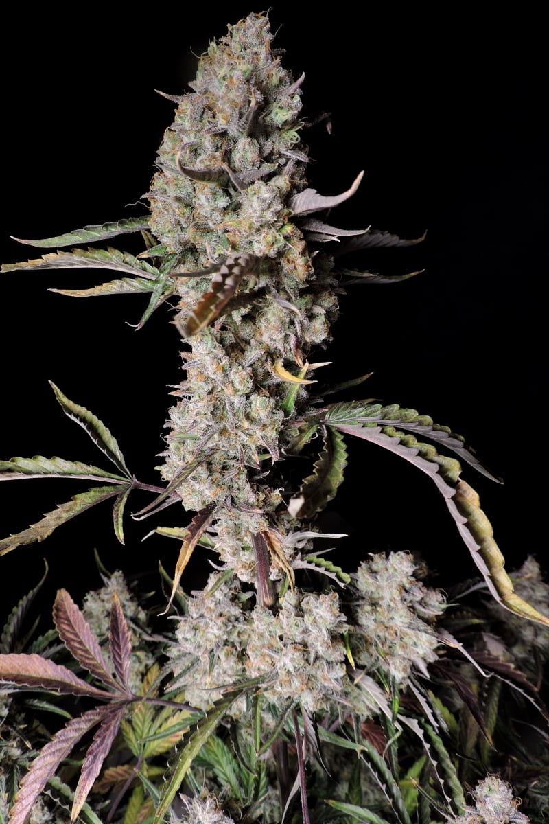 Fast Buds Gorilla Zkittlez Auto