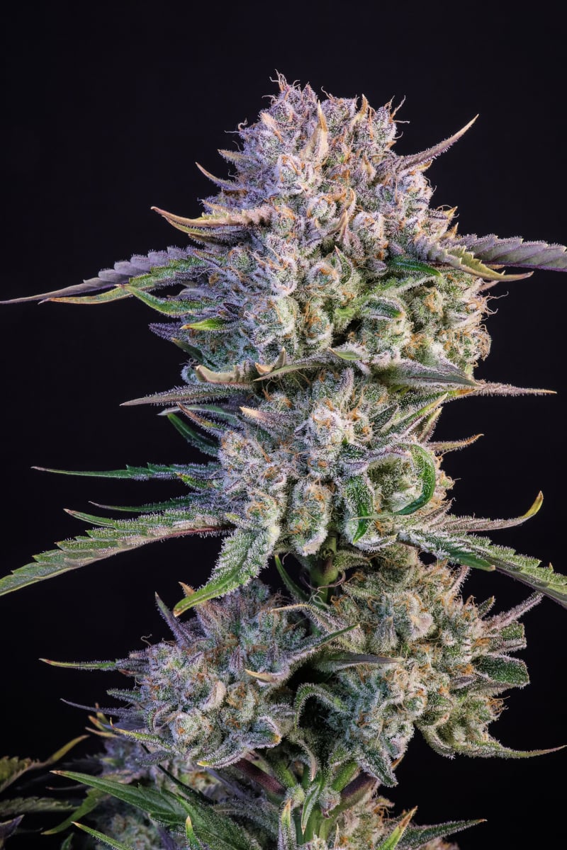 Fast Buds Strawberry Gorilla Auto