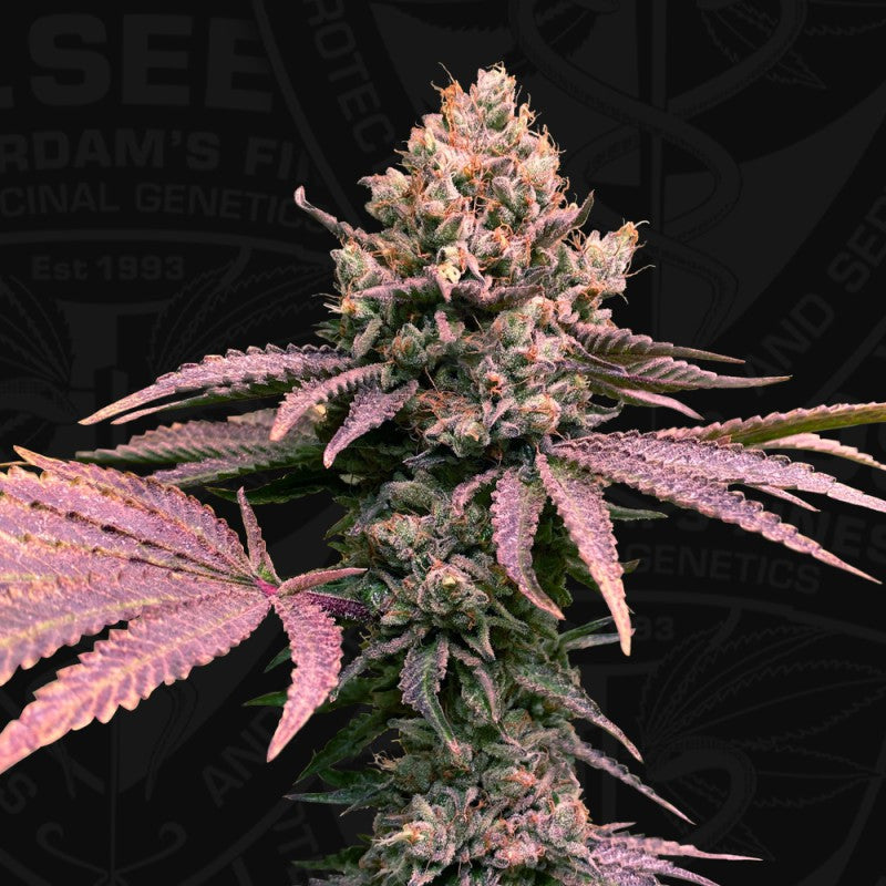 TH Seeds 6+1 Spezialpaket London Mint Cake Feminisiert