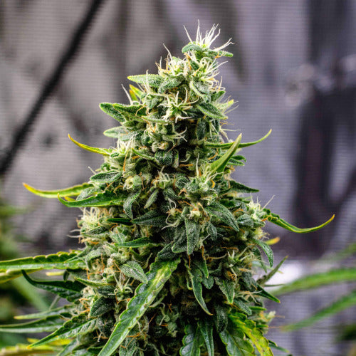Doctor's Choice Rock Machine Auto