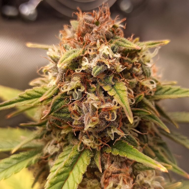 Doctor's Choice Purple Ryder Auto