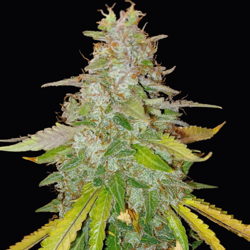 Doctor's Choice Niagara Auto