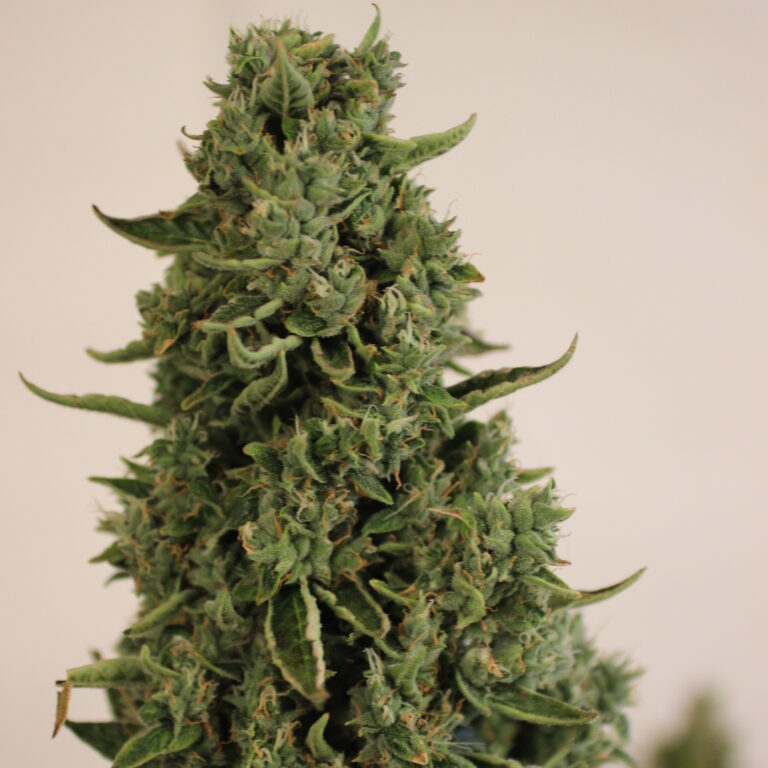 Doctor's Choice Doctor's Choice #1 Auto