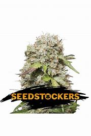 Seedstockers Jack Herer Auto