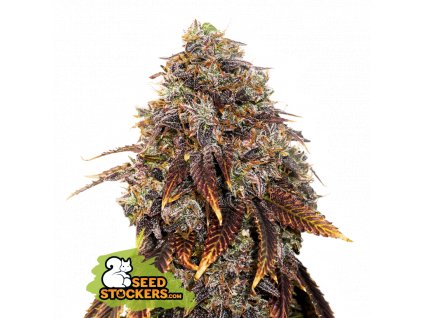 Seedstockers Gelato 41 Fast Großpackung Feminisiert schnell