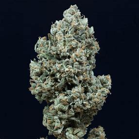 Silent Seeds, Critical Jack Auto 5 Stk LLL