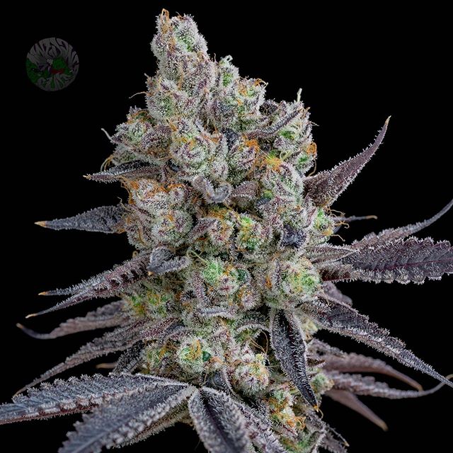 Silent Seeds von Sherbinskis, Acai Jelly, Feminisiert, 10 Stk