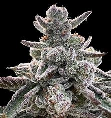 Silent Seeds von Sherbinskis, Polar Gelato, Feminisiert, 5 Stk