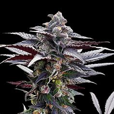Silent Seeds von Sherbinskis, Pink Sunset Auto 5 Stk
