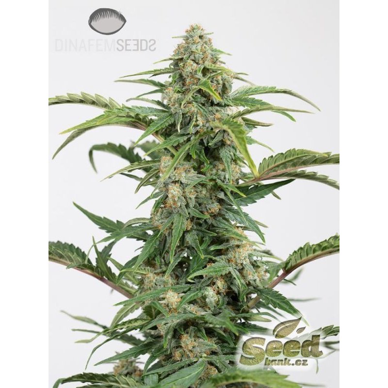 Dinafem Dinamed CBD Autoflowering Feminisiert Autoflower