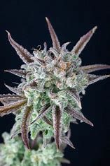 DNA Genetics Kosher Pie, Feminisiert, 6 Stk
